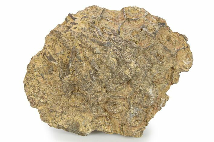 Rough Fossil Coral (Actinocyathus) - Morocco #276747